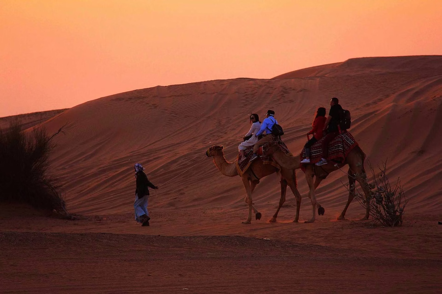 المها العربي في دبي: قصة إنقاذ "وحيد القرن الصحراوي" من الانقراض