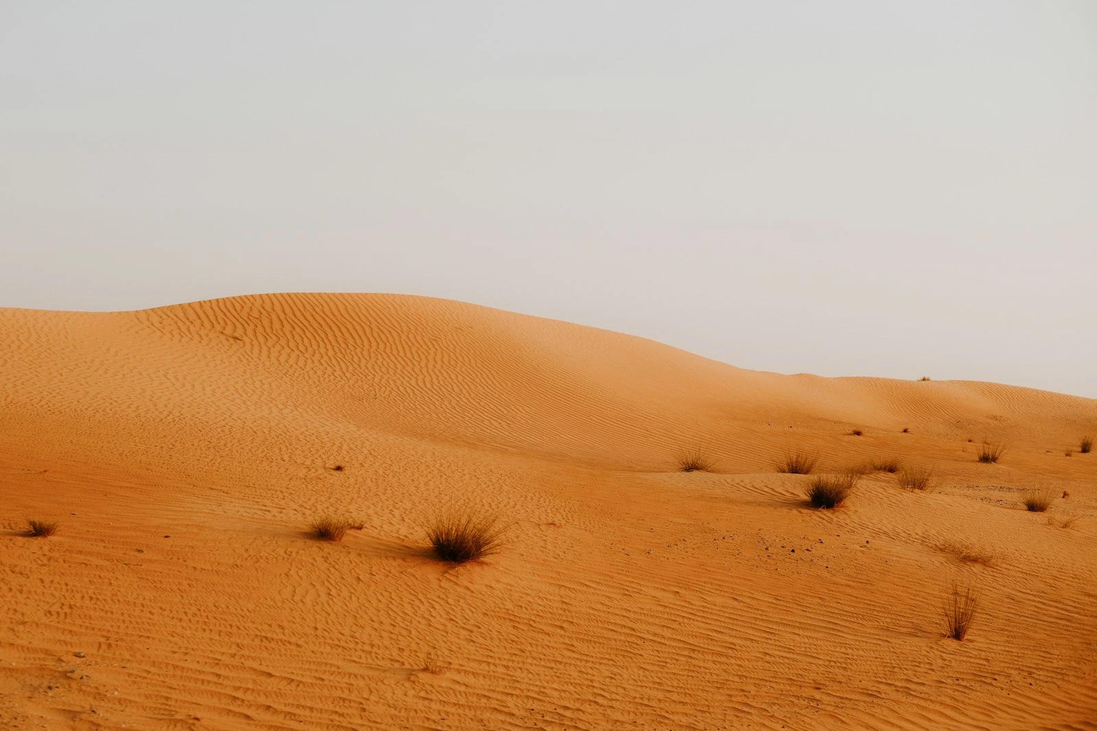 Morning Desert Safari Dubai Dubai Desert Safari photo 2